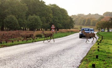Drivers given deer warning